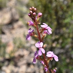 Stylidium sp. (Trigger Plant) at Tennent, ACT - 8 Dec 2024 by jmcleod