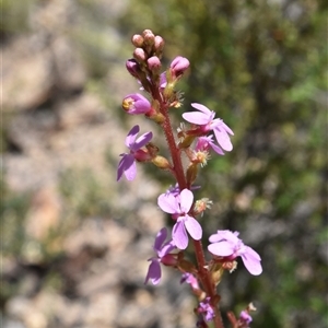 Stylidium sp. (Trigger Plant) at Tennent, ACT by jmcleod