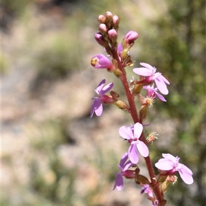 Stylidium sp. at Tennent, ACT - 8 Dec 2024 02:12 PM