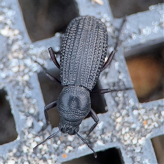 Talaurinus sp. (Ground weevil) at Green Cape, NSW - 6 Dec 2024 by Hejor1