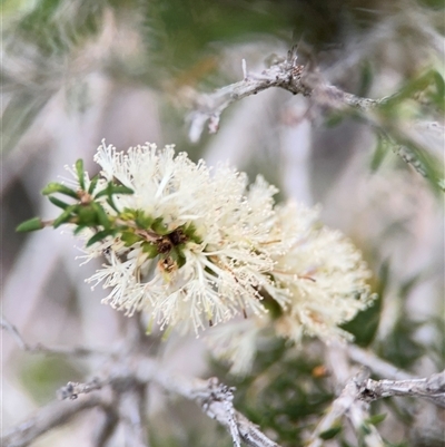 Melaleuca armillaris subsp. armillaris (Giant Honey-myrtle) at Green Cape, NSW - 6 Dec 2024 by Hejor1