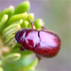 Melolonthini (tribe) (Cockchafer) at Green Cape, NSW - 6 Dec 2024 by Hejor1