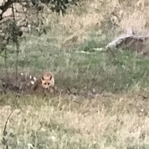 Vulpes vulpes at Crace, ACT - 8 Dec 2024 08:25 PM