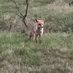 Vulpes vulpes at Crace, ACT - 8 Dec 2024