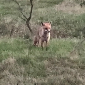 Vulpes vulpes at Crace, ACT - 8 Dec 2024