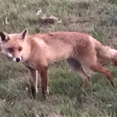 Vulpes vulpes at Crace, ACT - 8 Dec 2024