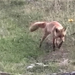 Vulpes vulpes at Crace, ACT - 8 Dec 2024