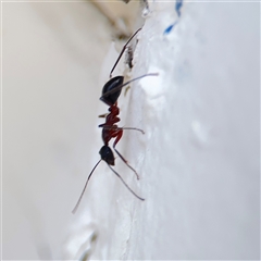 Camponotus intrepidus (Flumed Sugar Ant) at Green Cape, NSW - 6 Dec 2024 by Hejor1