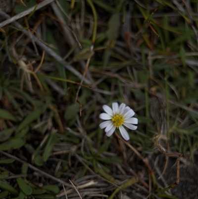 Symphyotrichum subulatum at Green Cape, NSW - 6 Dec 2024 by Hejor1