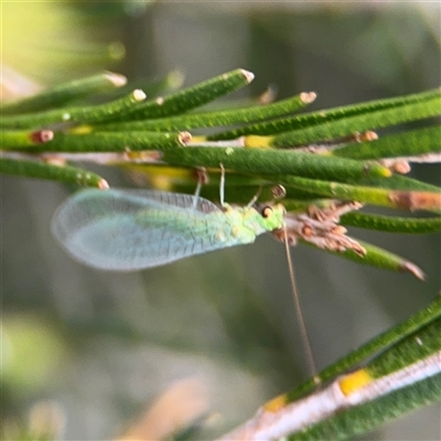 Mallada sp. (genus) (Green lacewing) at Green Cape, NSW - 6 Dec 2024 by Hejor1