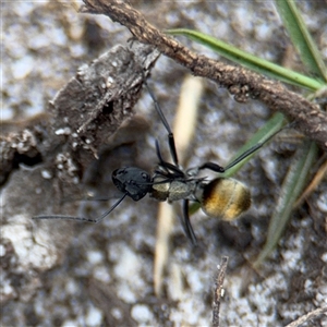 Polyrhachis ammon (Golden-spined Ant, Golden Ant) at Green Cape, NSW by Hejor1