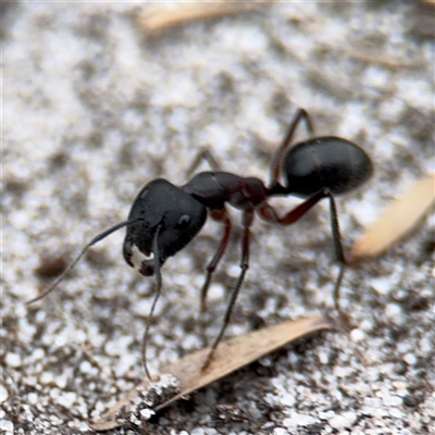 Camponotus intrepidus (Flumed Sugar Ant) at Green Cape, NSW - 6 Dec 2024 by Hejor1