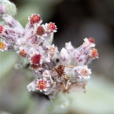 Pseudognaphalium luteoalbum at Green Cape, NSW - 6 Dec 2024 by Hejor1