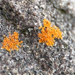 Xanthoria sp. at Green Cape, NSW - 6 Dec 2024 by Hejor1