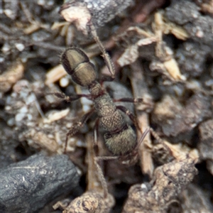 Rhytidoponera metallica (Greenhead ant) at Green Cape, NSW by Hejor1