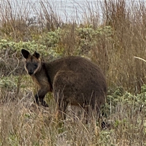 Wallabia bicolor at Green Cape, NSW by Hejor1