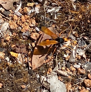 Cryptocheilus sp. (genus) (Spider wasp) at Jerrabomberra, NSW by SteveBorkowskis