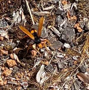 Cryptocheilus bicolor at Jerrabomberra, NSW - suppressed