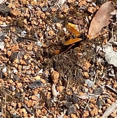 Cryptocheilus bicolor at Jerrabomberra, NSW - suppressed