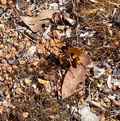 Cryptocheilus bicolor at Jerrabomberra, NSW - suppressed