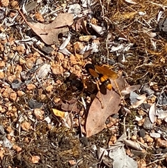 Cryptocheilus sp. (genus) at Jerrabomberra, NSW - suppressed