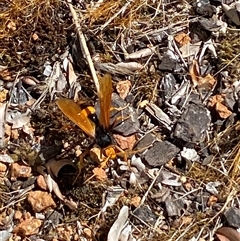 Cryptocheilus bicolor at Jerrabomberra, NSW - suppressed