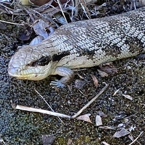 Tiliqua scincoides scincoides at Jerrabomberra, NSW - suppressed