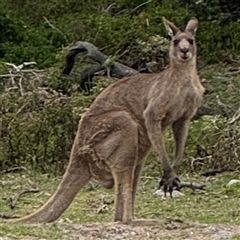 Macropus giganteus (Eastern Grey Kangaroo) at Green Cape, NSW - 6 Dec 2024 by Hejor1