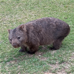 Vombatus ursinus (Common wombat, Bare-nosed Wombat) at Green Cape, NSW - 6 Dec 2024 by Hejor1