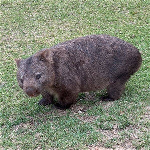 Vombatus ursinus (Common wombat, Bare-nosed Wombat) at Green Cape, NSW by Hejor1