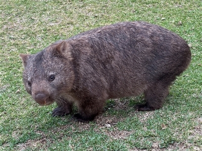 Vombatus ursinus (Common wombat, Bare-nosed Wombat) at Green Cape, NSW - 6 Dec 2024 by Hejor1