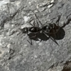 Formicidae (family) (Unidentified ant) at Karabar, NSW - 6 Dec 2024 by Hejor1