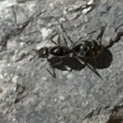 Formicidae (family) (Unidentified ant) at Karabar, NSW - 6 Dec 2024 by Hejor1