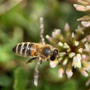 Apis mellifera at Nimmitabel, NSW - 6 Dec 2024