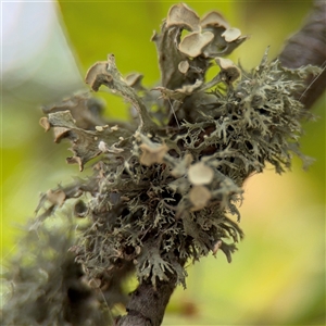 Ramalina sp. at Nimmitabel, NSW by Hejor1