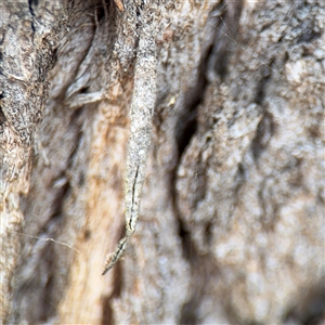 Lepidoscia (genus) IMMATURE (A Case moth (Psychidae) at Nimmitabel, NSW by Hejor1