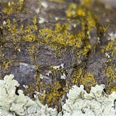 Chrysothrix sp. (genus) (A gold dust lichen) at Nimmitabel, NSW - 6 Dec 2024 by Hejor1