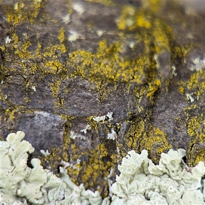 Chrysothrix sp. (genus) (A gold dust lichen) at Nimmitabel, NSW - 6 Dec 2024 by Hejor1