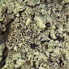 Flavoparmelia sp. (Flavoparmelia Lichen) at Nimmitabel, NSW - 6 Dec 2024 by Hejor1