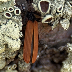 Porrostoma rhipidium (Long-nosed Lycid (Net-winged) beetle) at Nimmitabel, NSW - 6 Dec 2024 by Hejor1