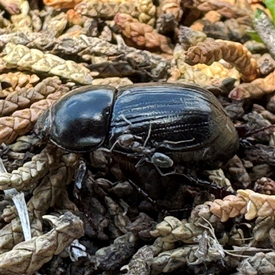 Heteronychus arator (African black beetle) at Karabar, NSW - 6 Dec 2024 by Hejor1