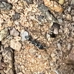 Formicidae (family) at Karabar, NSW - 6 Dec 2024 01:25 PM