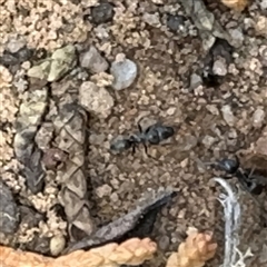 Formicidae (family) at Karabar, NSW - 6 Dec 2024 01:25 PM