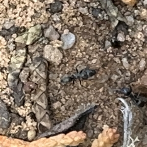 Formicidae (family) at Karabar, NSW - 6 Dec 2024 01:25 PM