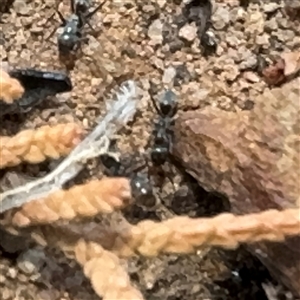 Formicidae (family) at Karabar, NSW - 6 Dec 2024 01:25 PM