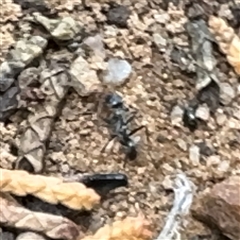 Formicidae (family) at Karabar, NSW - 6 Dec 2024