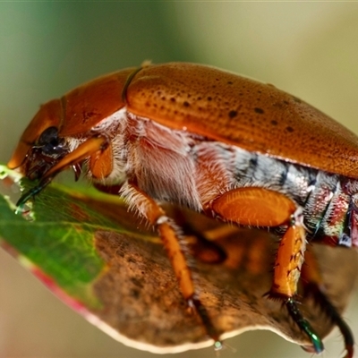 Anoplognathus porosus (Porosus Christmas beetle) at Murrumbateman, NSW - 7 Dec 2024 by amiessmacro