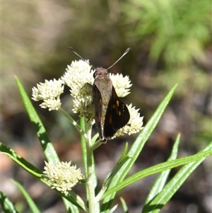 Trapezites phigalioides at Tennent, ACT - 8 Dec 2024