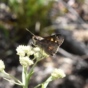 Trapezites phigalioides at Tennent, ACT - 8 Dec 2024