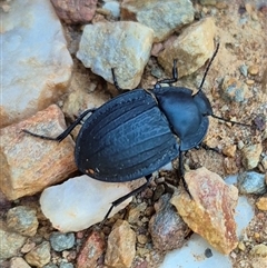 Unidentified Carab beetle (Carabidae) at Bungendore, NSW - 8 Dec 2024 by clarehoneydove